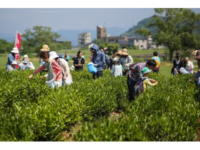 北限の茶畑へ。新潟県村上市で「新茶のお茶摘み体験」を開催します