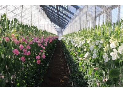 花言葉は「門出」。寒川町の特産品スイートピーの出荷が最盛期を迎えています！【神奈川県寒川町】