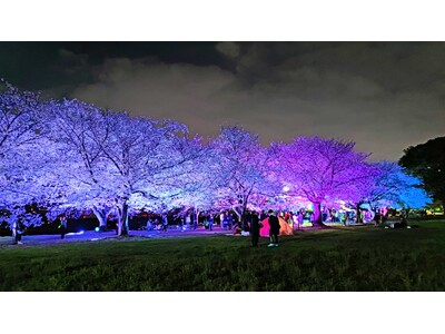 【神奈川県寒川町】「さむかわ桜まつり2024」を開催します