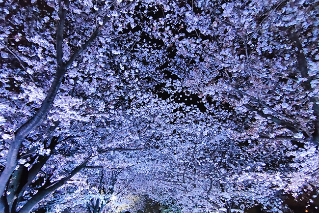 【神奈川県寒川町】「さむかわ桜まつり2025」開催！！