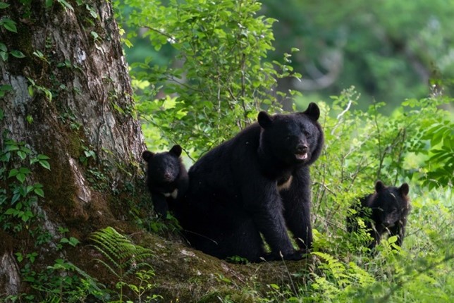 40u{̎Rvʐ^ReXgiWX^[g