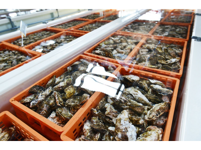 ゼネラル・オイスターが海洋深層水で浄化した生食用冷凍殻付き牡蠣を開発、2月より自社店舗で販売開始。今春よ...