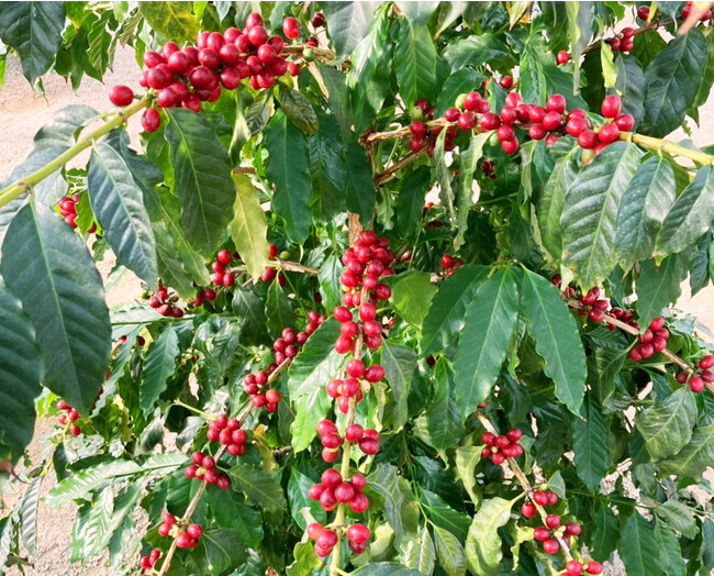 《国産コーヒー》の木のオーナー募集開始・誰もがコーヒーの木のオーナーに（2023）