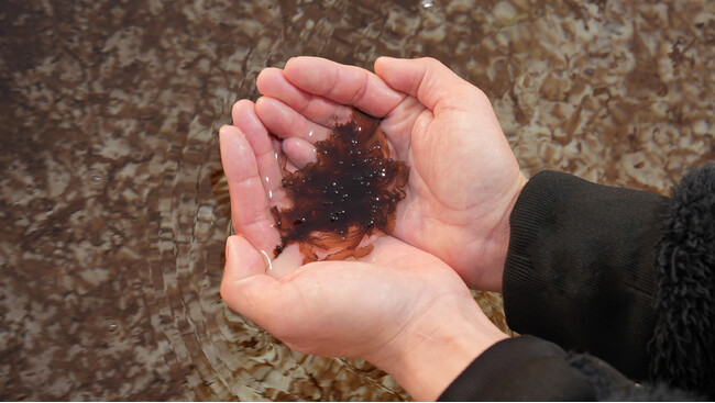 シーベジタブルが「黒海苔」の陸上養殖での量産に成功