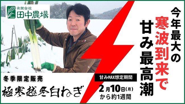 極寒越冬白ねぎ・今年最大の寒波到来で甘味最高潮！鳥取県・田中農場にて販売中