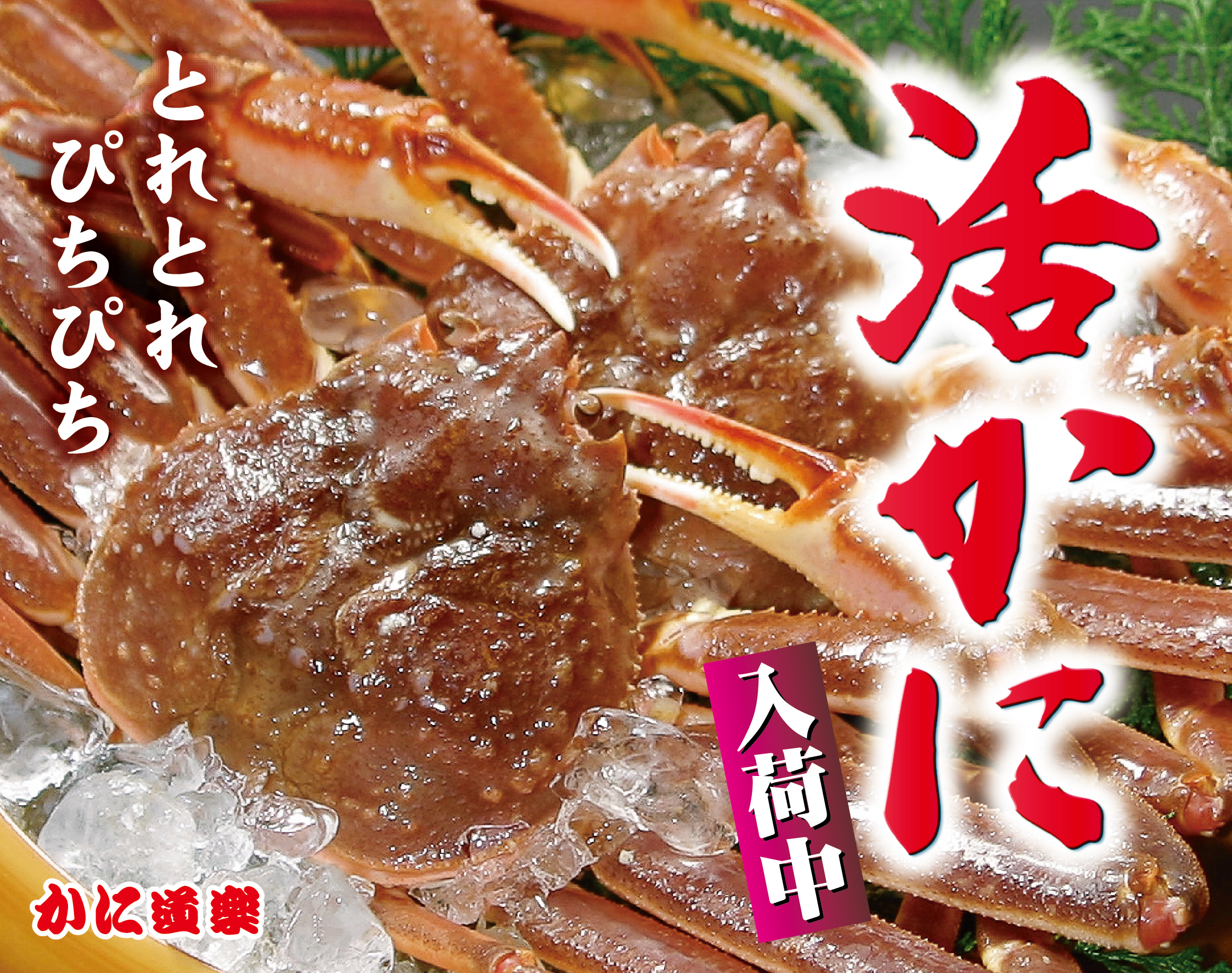 【活ズワイかに】年中入荷中！！