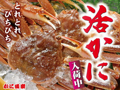 【活ズワイかに】年中入荷中!!