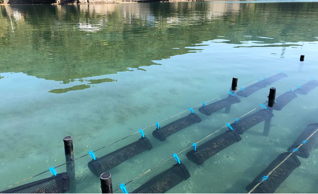 【新春セール開催中】美しい海で育ったあまべ牡蠣とは．．．