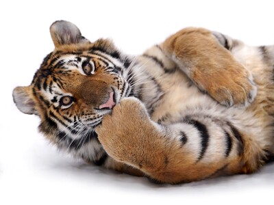 猫が1匹も出てこないのに「猫本1位」話題の写真集『ほぼねこ』が重版出来