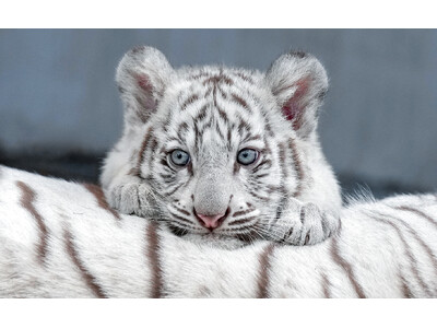 【猛獣なのに】ホワイトタイガーの写真集『とらのこ』がAmazonペット部門で1位を獲得してしまう|本日発売
