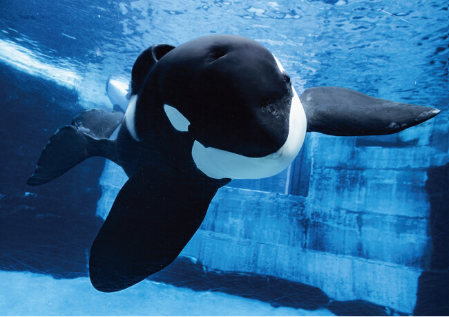 プレスリリース「【日本一大きなシャチ「アース」、ありがとう】Amazon限定でB5判ブロマイド付き『シャチまるごとBOOK』が発売」のイメージ画像