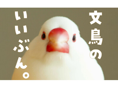 文鳥にモテたい人にオススメ 最新研究でわかった50のヒミツを可愛い写真とともに解説した『文鳥のいいぶん。...