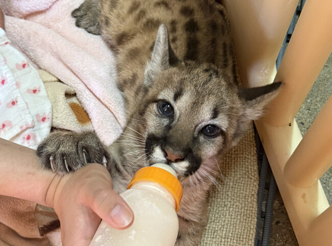 「奇跡体験！アンビリバボー」で紹介されたピューマの赤ちゃんの成長を追うフォトブック『ピューマのかぞく』が発売即重版