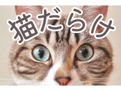 猫ギフトボックス【猫だらけ】Ver.2 販売決定！　（アースダンボール）