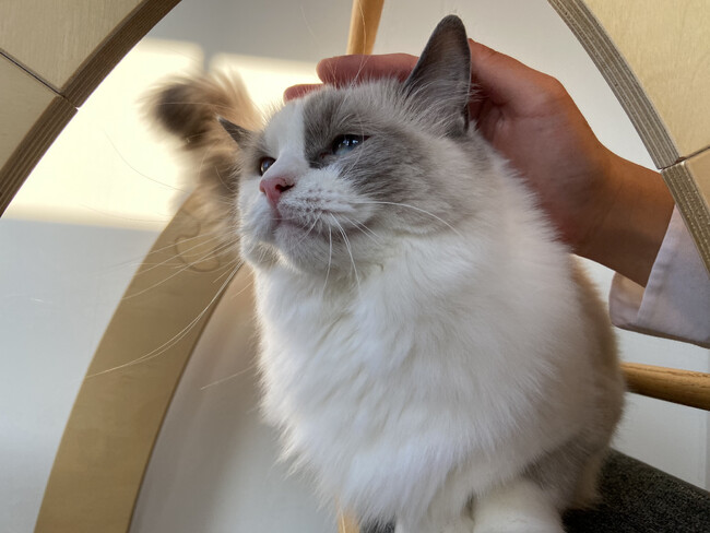 “猫を安心して預けられない”という悩みに応える。越谷で支持される猫専門ペットホテル『ネコト(R)』がさいたまエリアに2店舗目をオープン