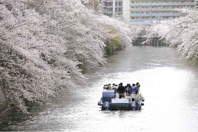 【人気No.１】ただいま販売中！毎年2万人が乗船する人気クルーズ「桜の名所、目黒川お花見クルーズ」 3月20日～4月16日開催