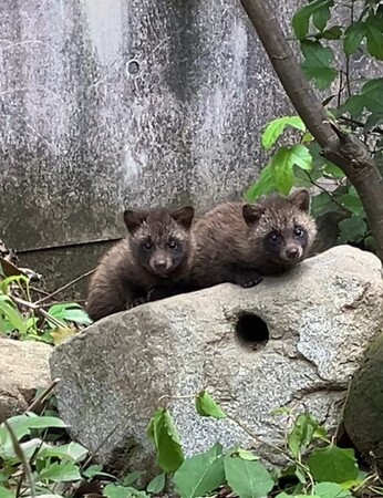 【徳島市】とくしま動物園 STELLA PRESCHOOL ANIMAL KINGDOM　ホンドタヌキの一般公開を開始します！