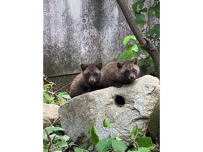 【徳島市】とくしま動物園 STELLA PRESCHOOL ANIMAL KINGDOM ホンドタヌキの...