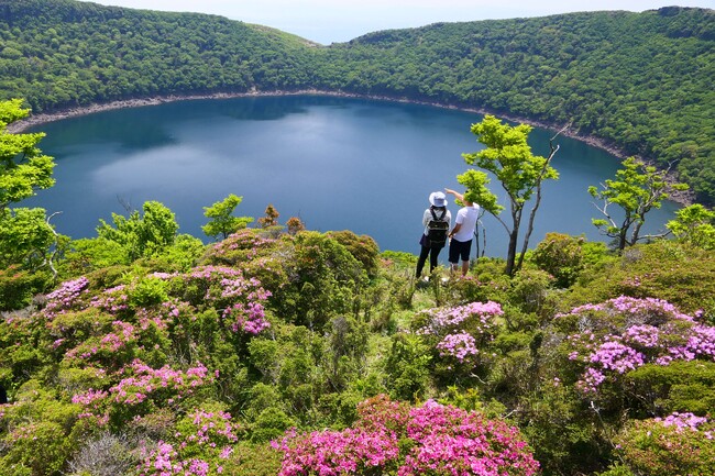 【霧島市】霧島連山で「ミヤマキリシマ」が咲き始め