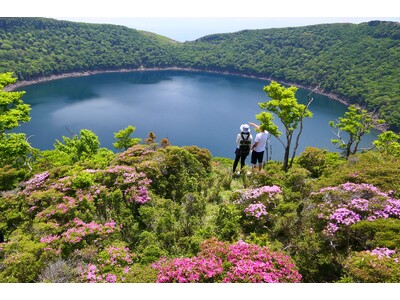 【霧島市】霧島連山で「ミヤマキリシマ」が咲き始め
