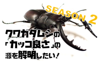 クワガタムシの「カッコよさ」の源を解明するために2回目のクラウドファンディングを開始