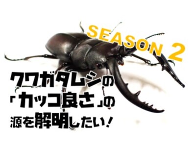 クワガタムシの「カッコよさ」の源を解明するために２回目のクラウドファンディングを開始