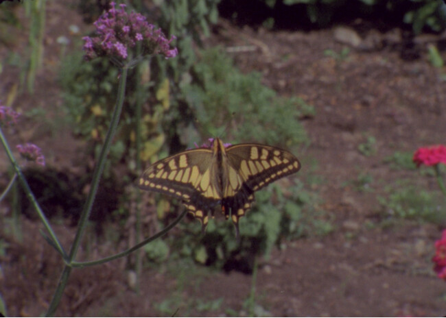 プレスリリース「映像プログラム「FILMS - Art and Film? 言葉で定義できない映像の未来」の参加アーティストやトークセッション、またサイト内コンテンツを発表」のイメージ画像