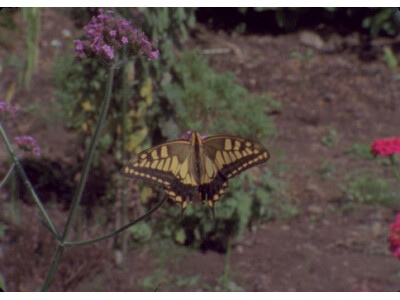 映像プログラム「FILMS - Art and Film? 言葉で定義できない映像の未来」の参加アーティ...