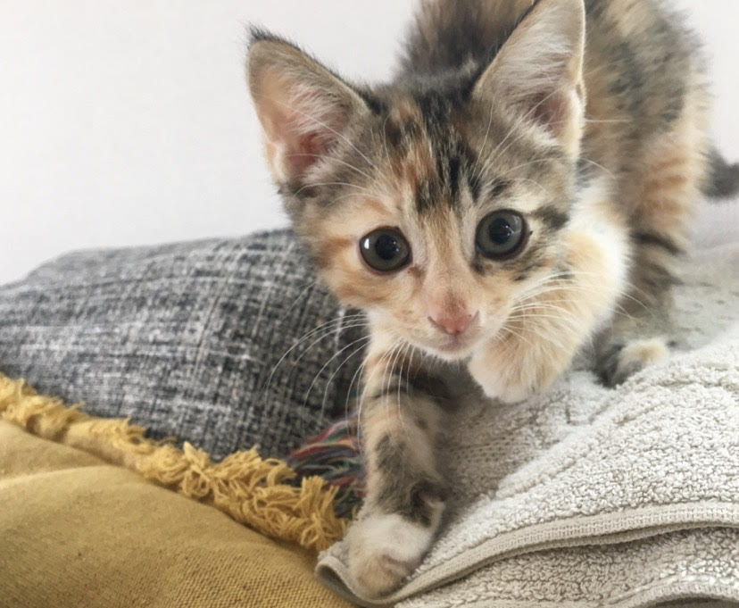＜愛犬＆愛猫の365日新連載＞「家庭画報ウチもふ 365」他、7月1日（水）より家庭画報.comにてスタート！