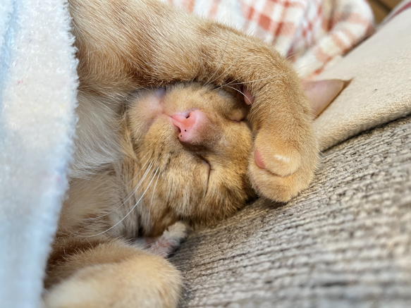 �y�x�m�t�C����VET�V�X�e���Y�Ɠ����s�b��t��z���}�������ł̕ی�L����20���N���L�O�����t�H�g�R���e�X�g�`���܎҂𔭕\�`