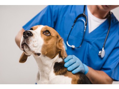コロナ期間で愛犬との過ごし方も変わった!?飼い主達が気付いていることとは