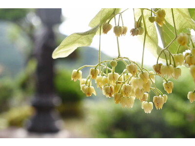 【川西市】甘く穏やかな香りを放つ菩提樹の花が開花