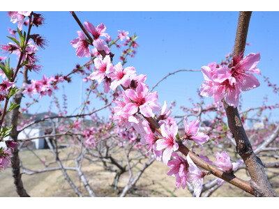 川西特産の早生桃の花 今年も開花 / 兵庫県川西市