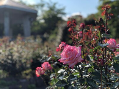 箱根強羅公園のローズガーデンで「春バラ」が開花しました