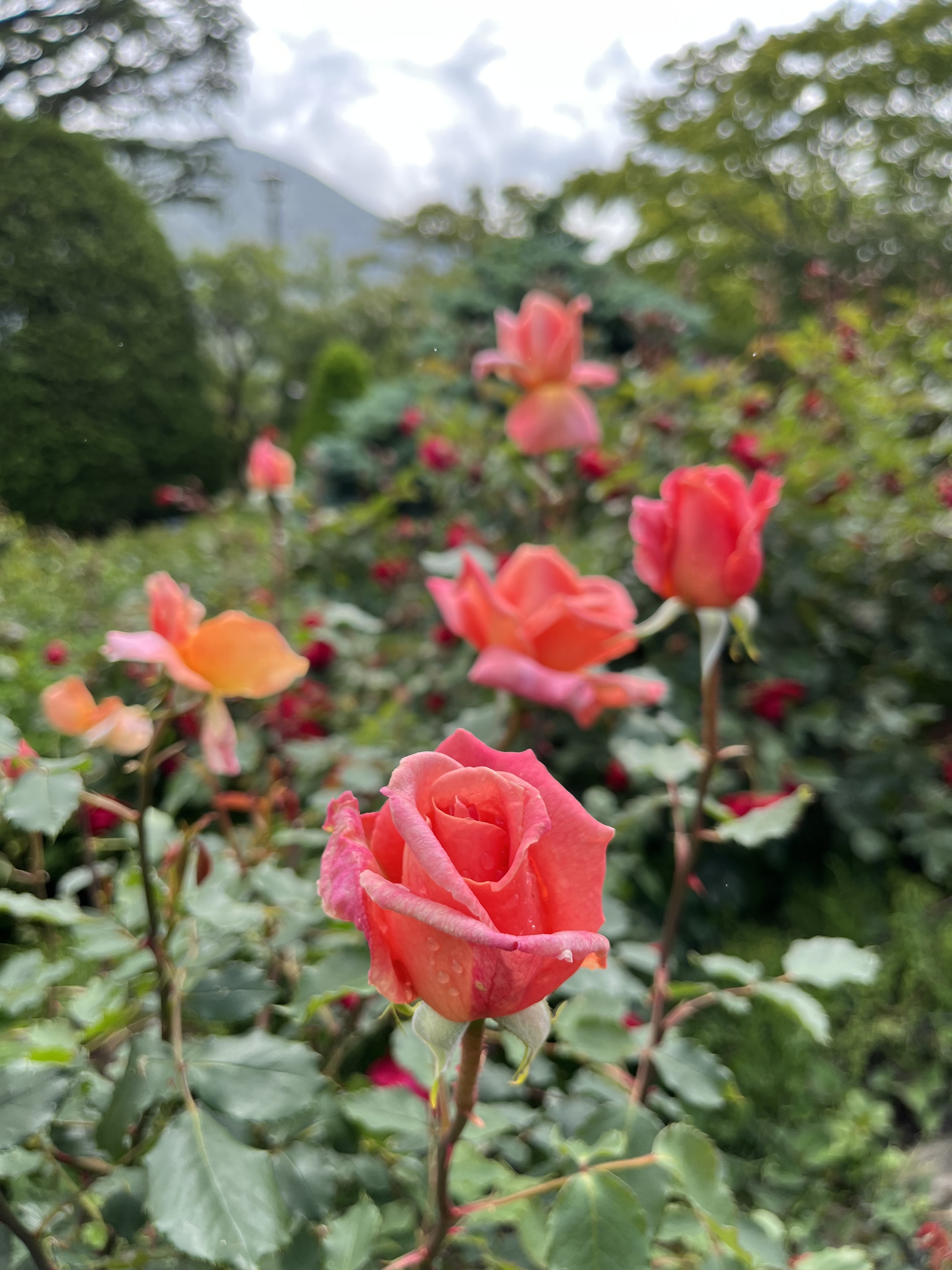 箱根強羅公園でバラが開花しました！