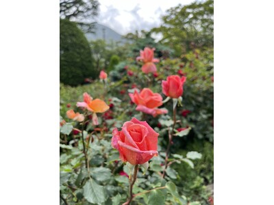 箱根強羅公園でバラが開花しました！
