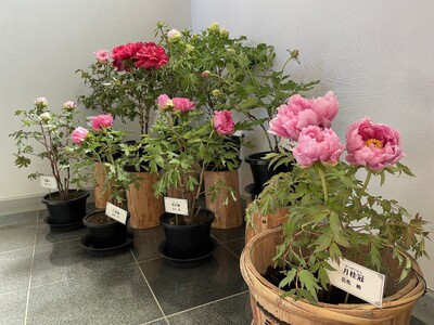 新春恒例！「冬の牡丹展」を開催します！