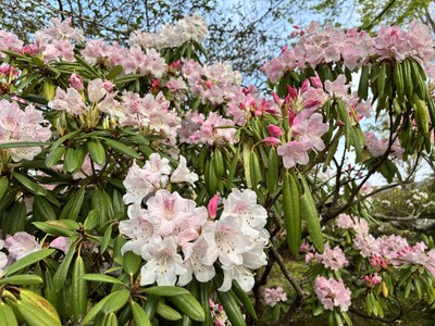 かながわ花の名所１００選　箱根強羅公園のシャクナゲが見頃を迎えました