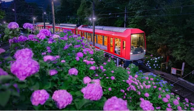 箱根の夏の風物詩 ライトアップされたあじさいを楽しむ特別列車が今年も運行決定!6月13日(土)から座席指定列車「夜のあじさい号」を運行します