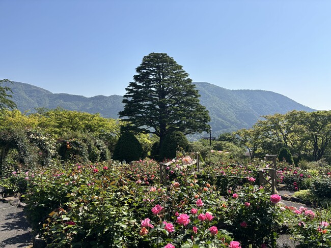 箱根強羅公園でバラが見頃を迎えました！