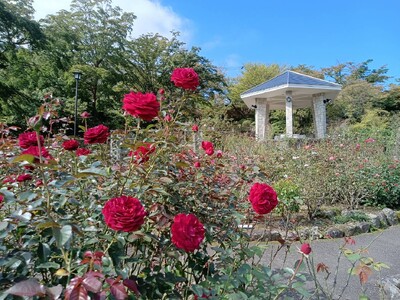 箱根強羅公園の秋バラが開花しました！