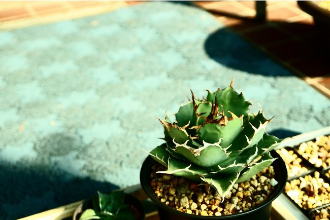 【広島 蔦屋書店】近年人気急上昇中の希少植物アガベを集めたフェア開催！