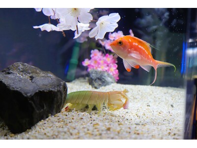 桜の季節にぴったり「海の花だより～お花見展～」を開催中