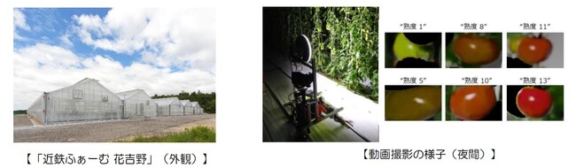 AIと動画解析の技術を活用したトマトの収穫量予測を実施　～「近鉄ふぁーむ 花吉野」にて実証実験の開始 ～