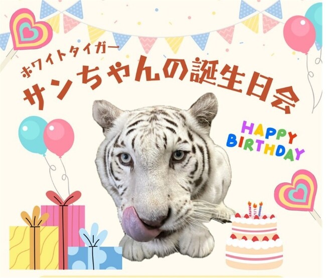 池田動物園でホワイトタイガー「サン」13歳を祝う特別イベント　アイケンジャパンが、限定特典の羊毛フェルトぬいぐるみを提供