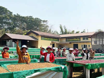 大雨にも負けず。Myanmar Connected Coffee（つながるコーヒー）2024年産ニュークロップがヤンゴン港を日本に向けて出港します。