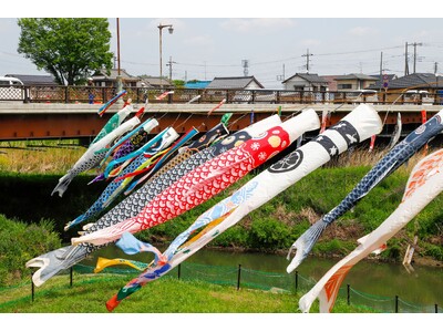 新河岸川に春の風に乗って、250匹のこいのぼりが泳ぎます
