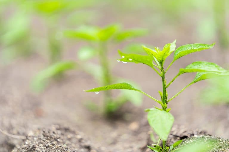 有機農業の日（12月8日）｜意味や由来・広報PRに活用するポイントや事例を紹介