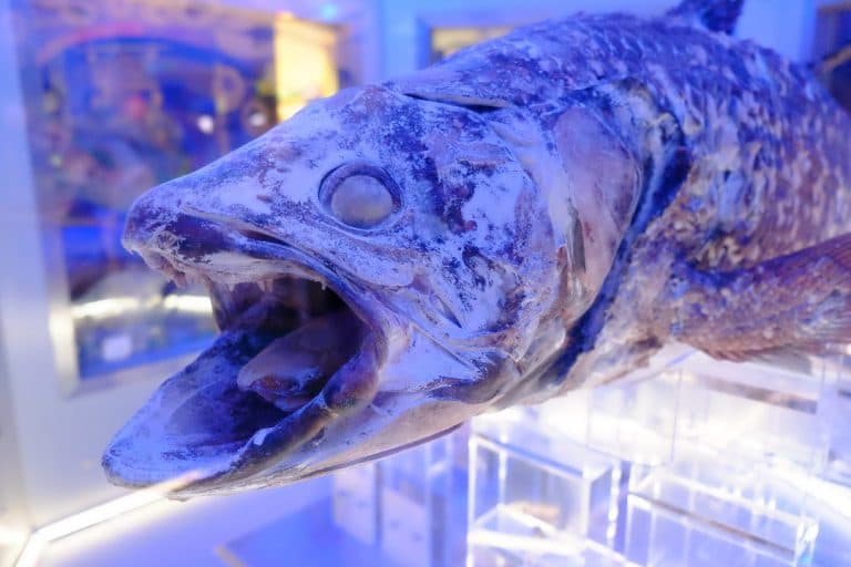 シーラカンスの日