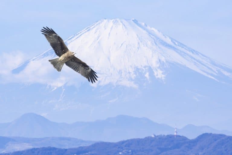 初夢の日（1月2日）｜意味や由来・広報PRに活用するポイントと事例を紹介
